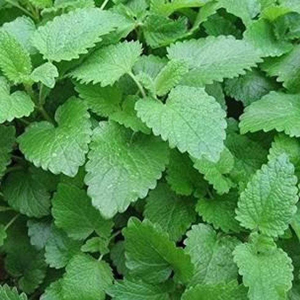 Lemon Balm Up Close