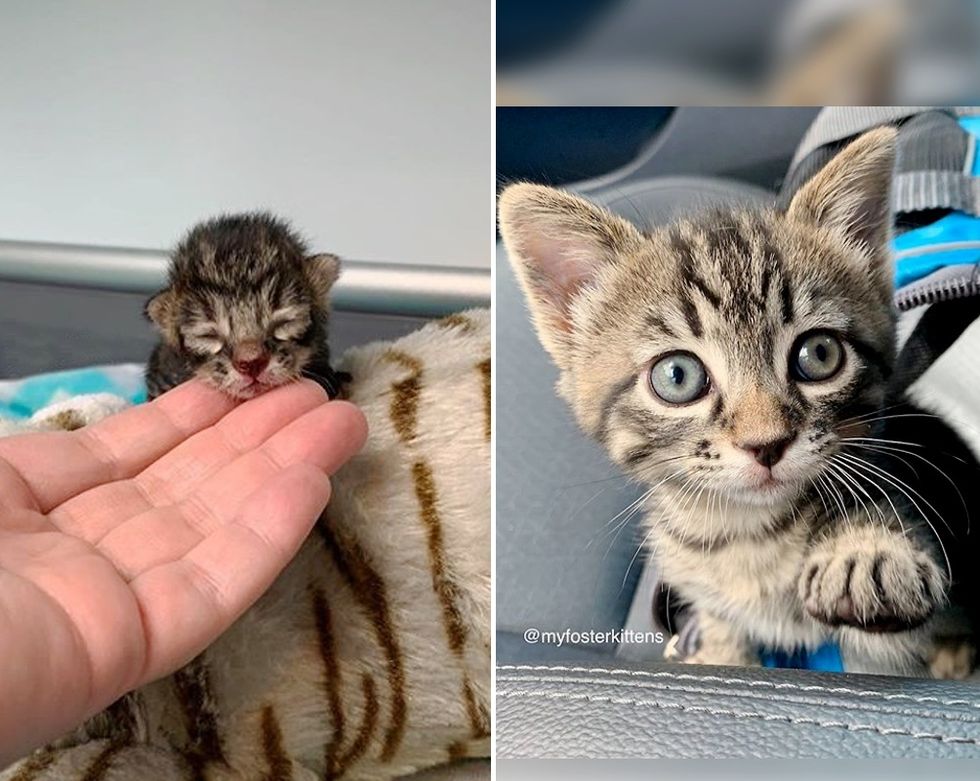 tabby kitten, cute cat