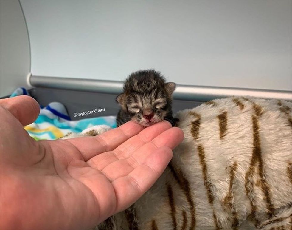 kitten, cute, tiny