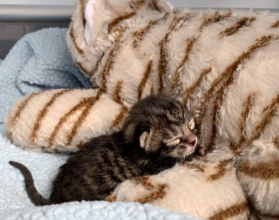 cuddly kitten, tiny kitten