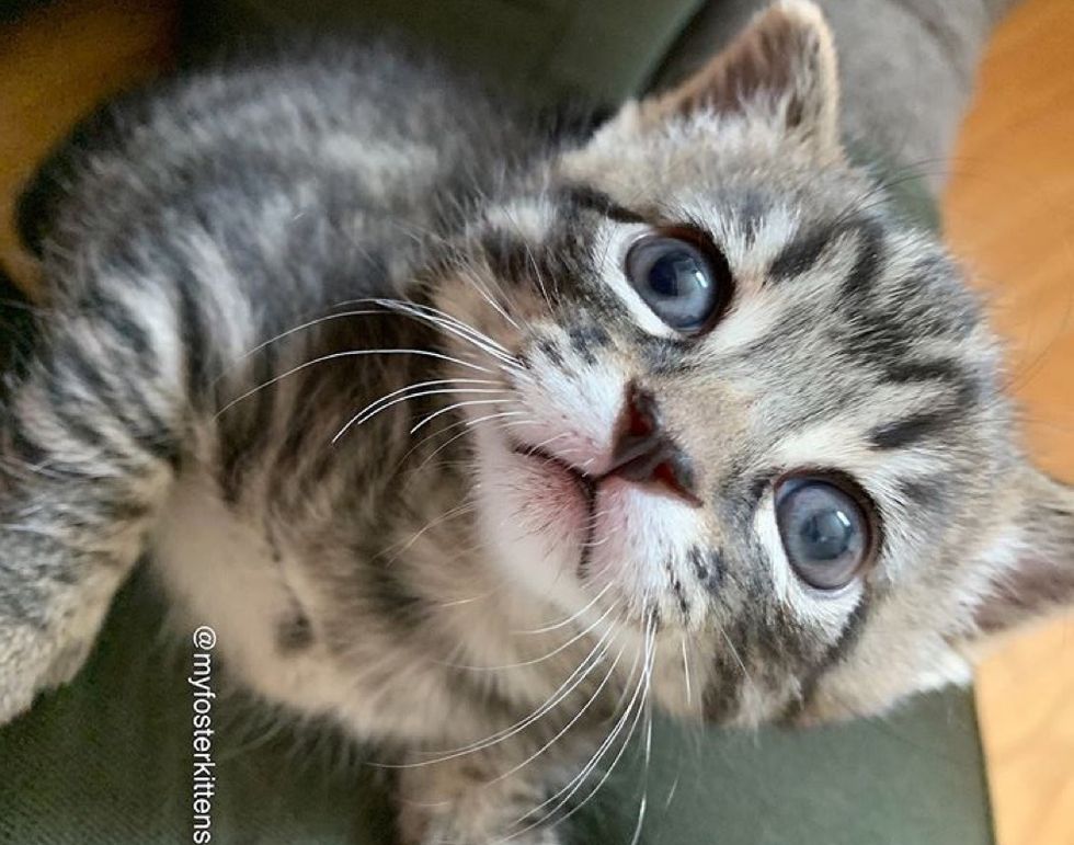 cute kitten, tabby