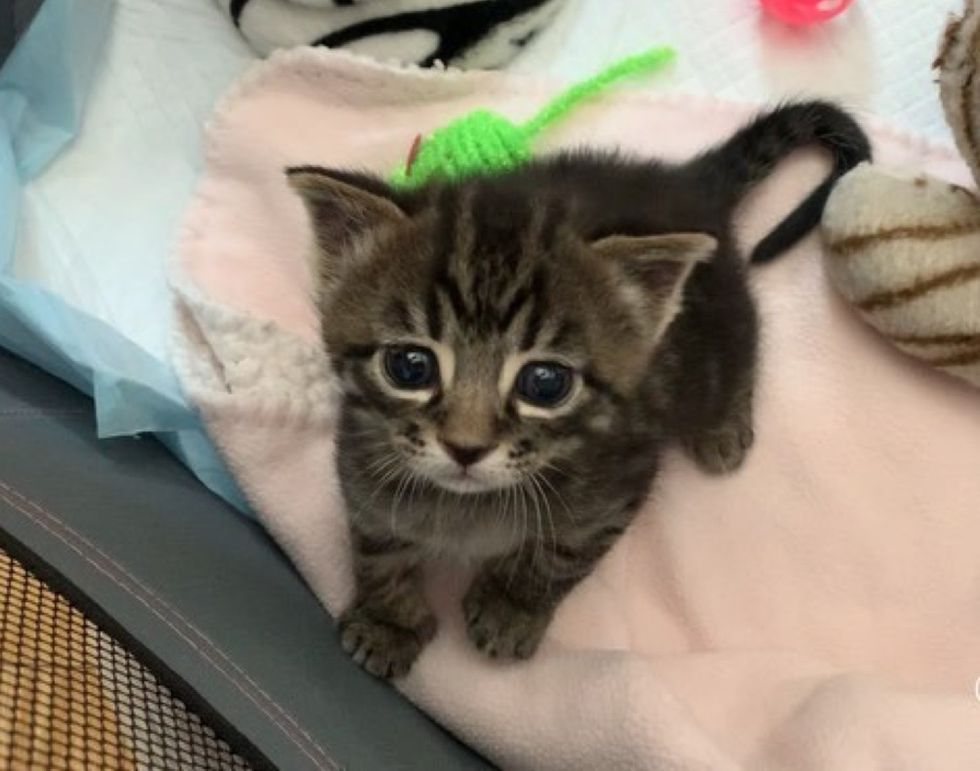 tiny kitten, big eyes, tabby cat