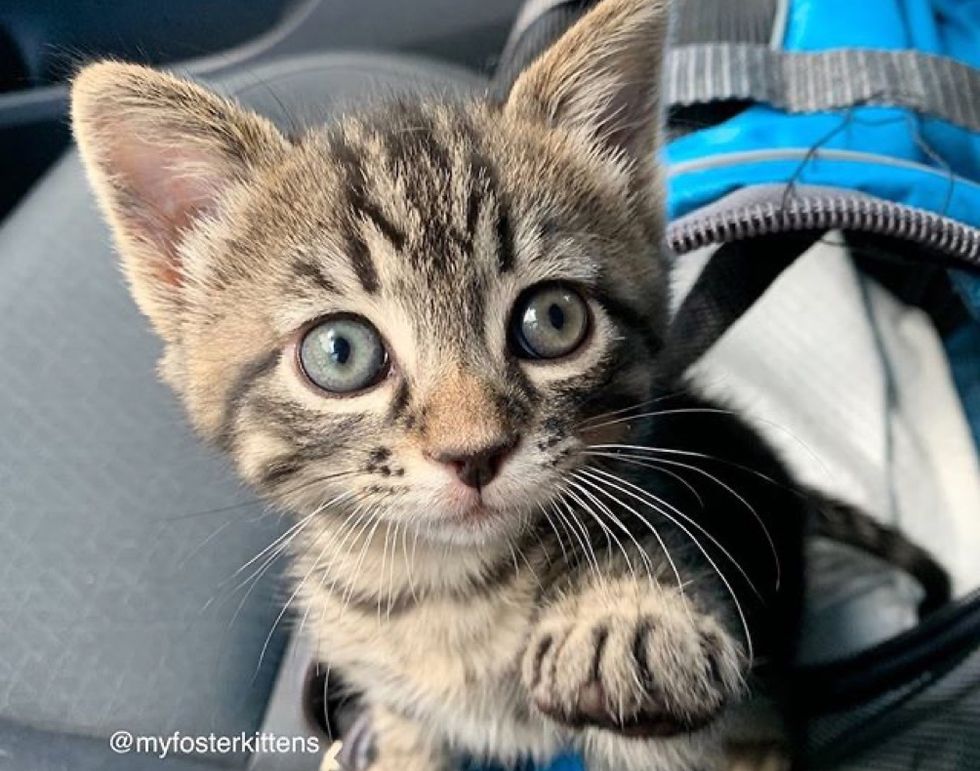 tabby cat, paw, kitten, cute