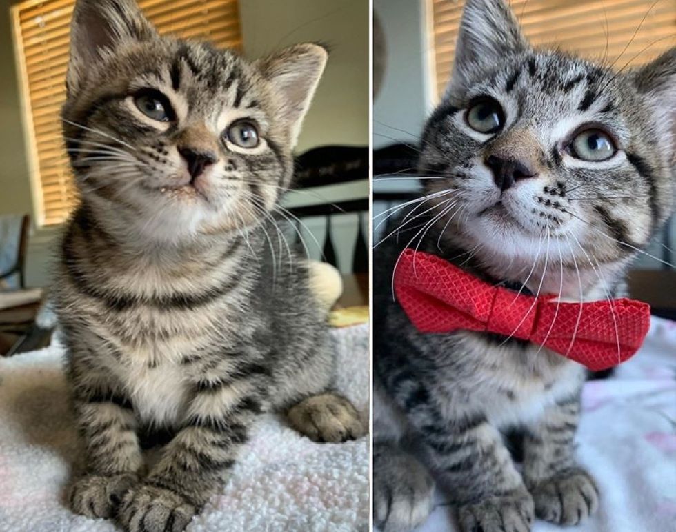 tabby cat, cute, bowtie