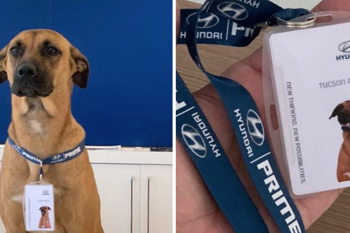 Stray dog kept visiting car dealership. So, they gave him a job and his own employee badge.