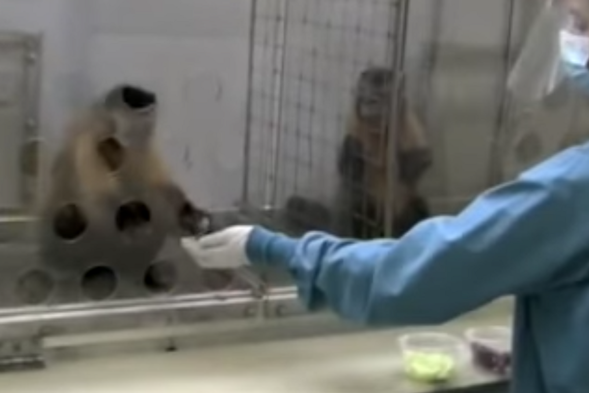 When 2 monkeys were paid unequally for the same task they revolted against their 'boss'