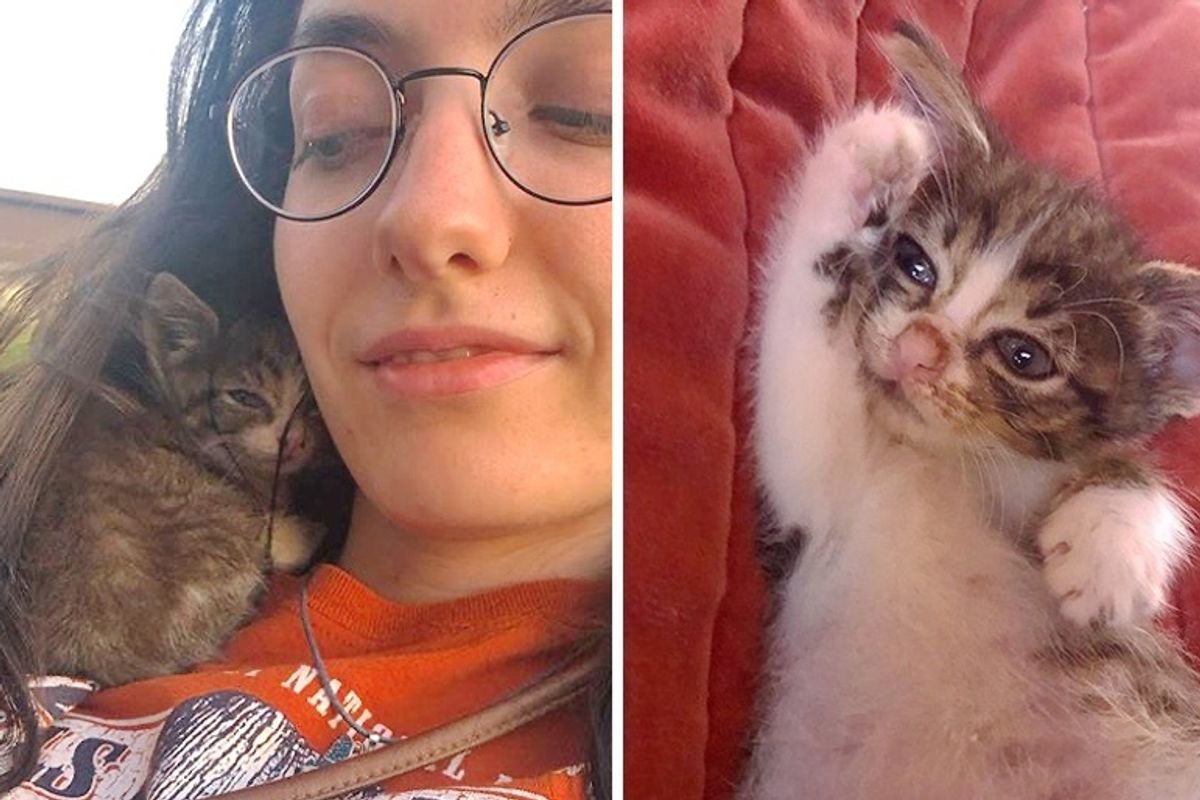 Kitten Found in Field Runs to a Couple and Insists on Going Home with Them