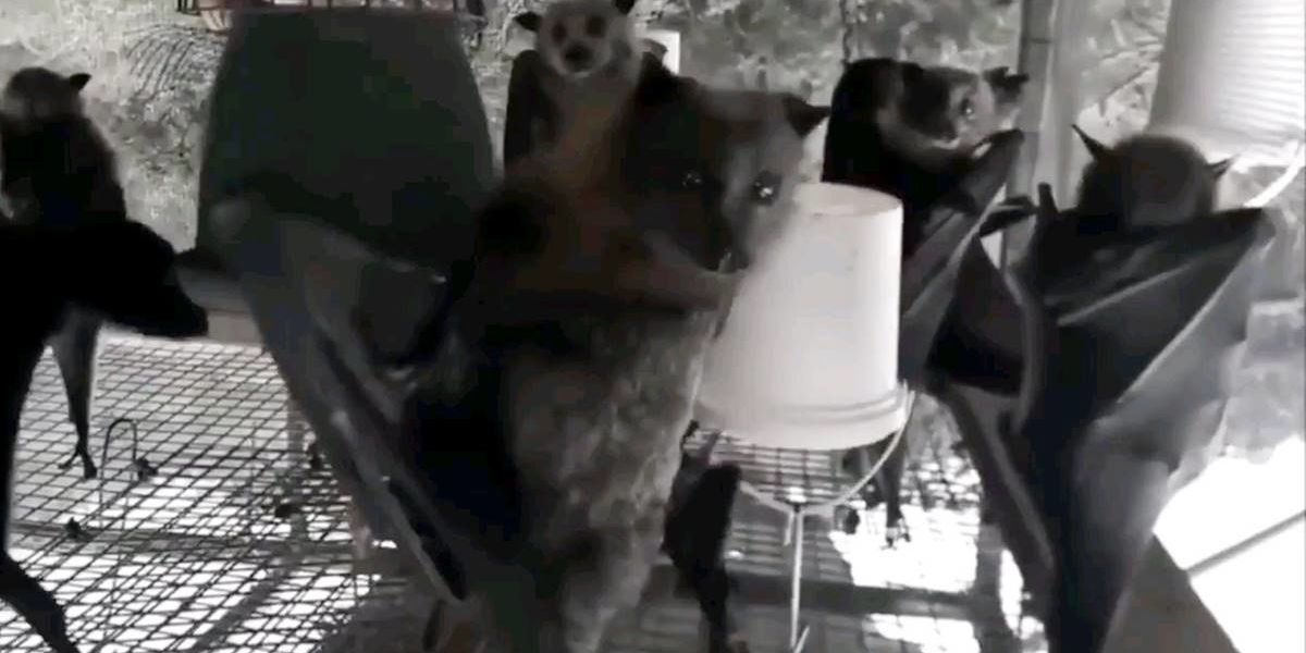 Hanging bats filmed upsidedown look like they're all partying in a