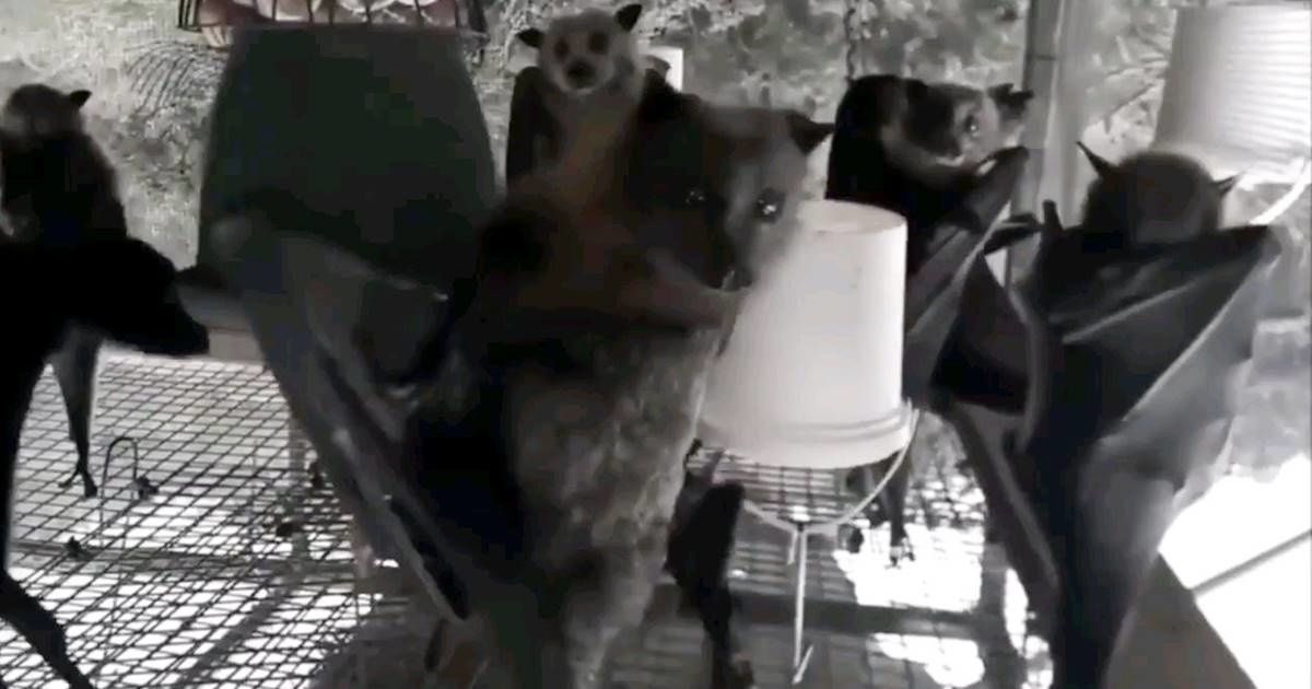 Hanging bats filmed upside-down look like they're all partying in a Goth night club