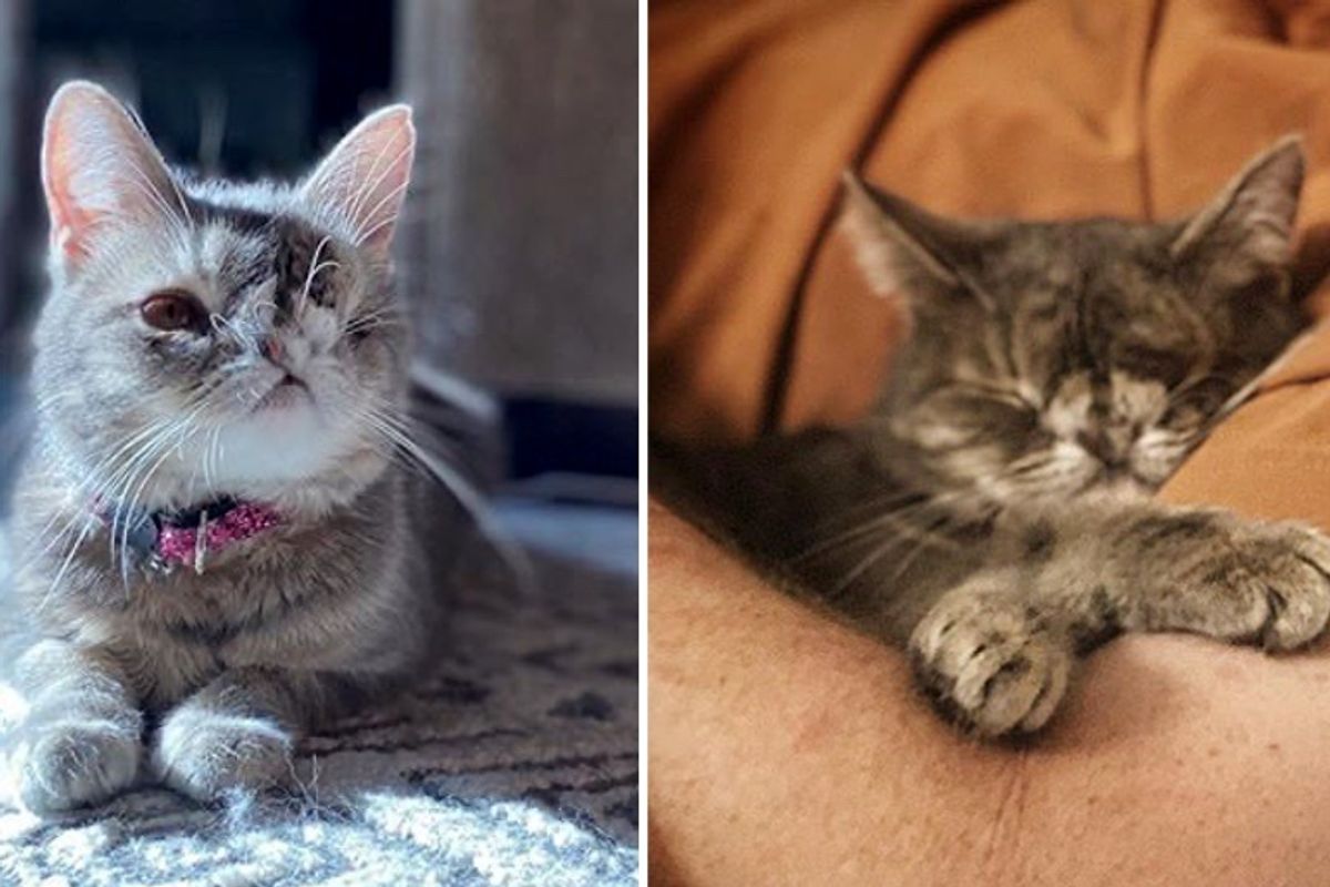 Man Reluctant to Adopt Another Cat But Kitten Found Her Way into His Heart