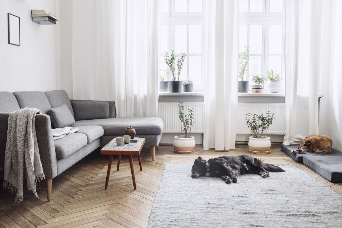 clean apartment with dog 