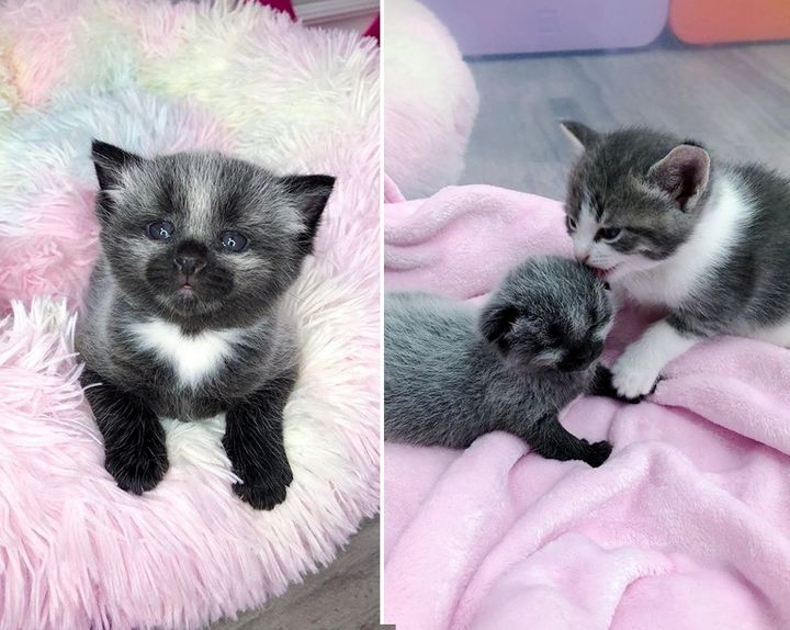 kitten, fever coat, cute cat
