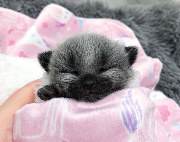 fever coat, cute kitten purrito