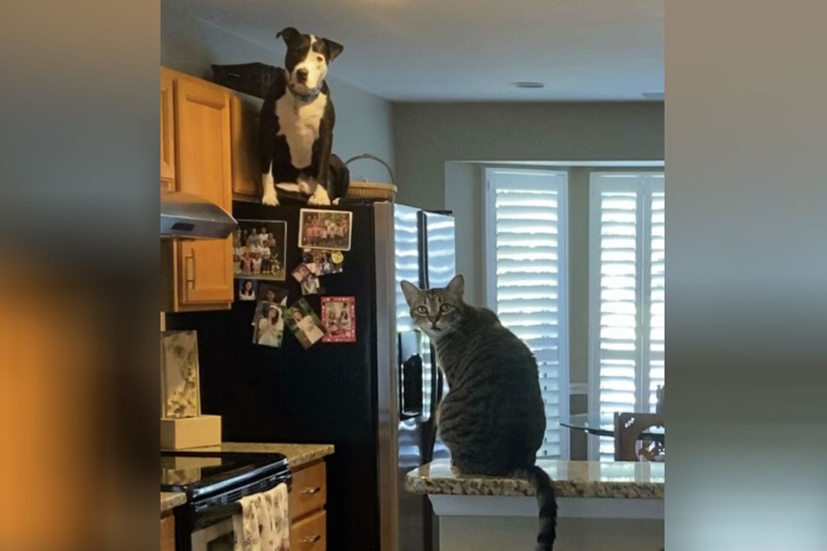 A rescue pit bull is so convinced he's a cat he even climbs up on the fridge