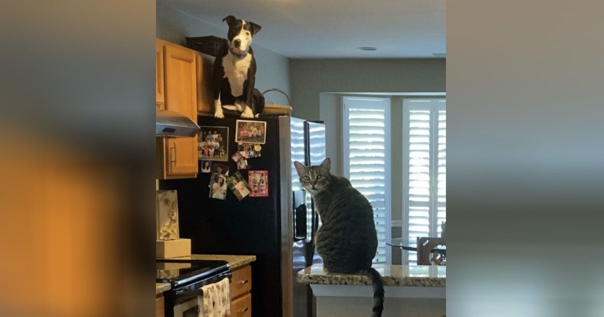 A rescue pit bull is so convinced he's a cat he even climbs up on the fridge