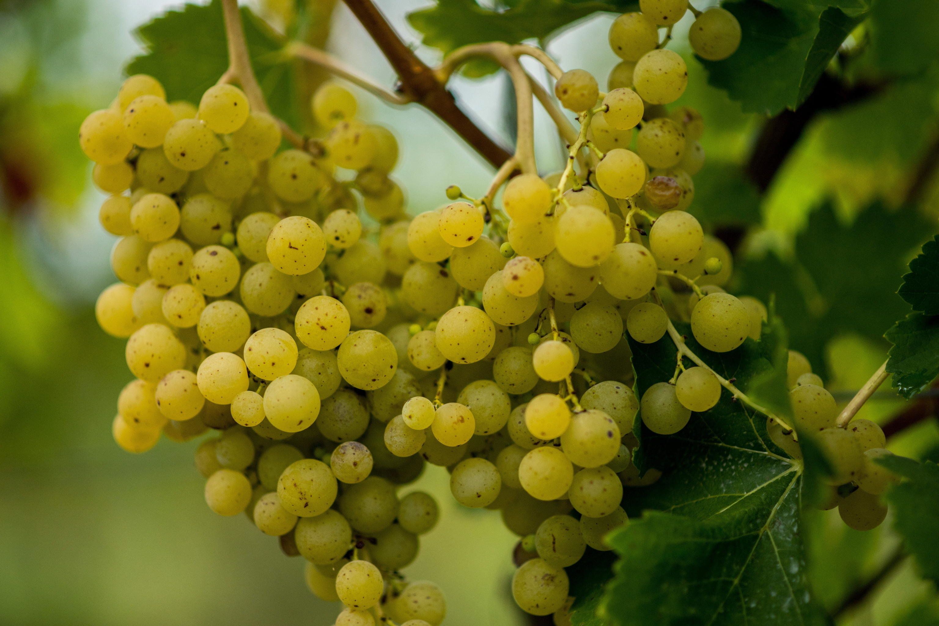 La vendemmia rischia il fallimento. Manca chi raccoglie e l’uva marcisce