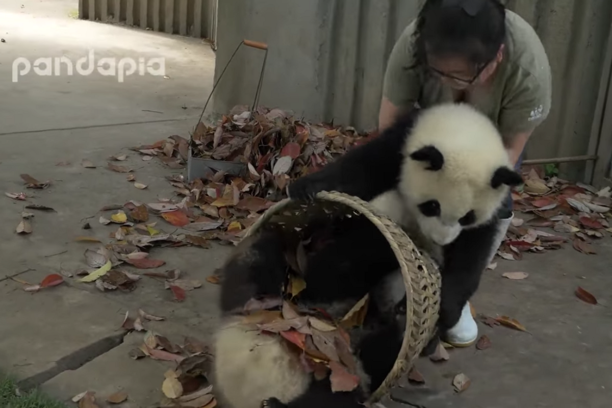 Zoo worker just wanted to rake her leaves but these baby pandas had other ideas