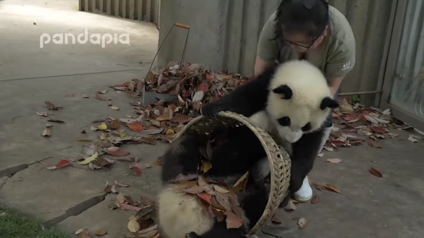 Zoo worker just wanted to rake her leaves but these baby pandas had other ideas