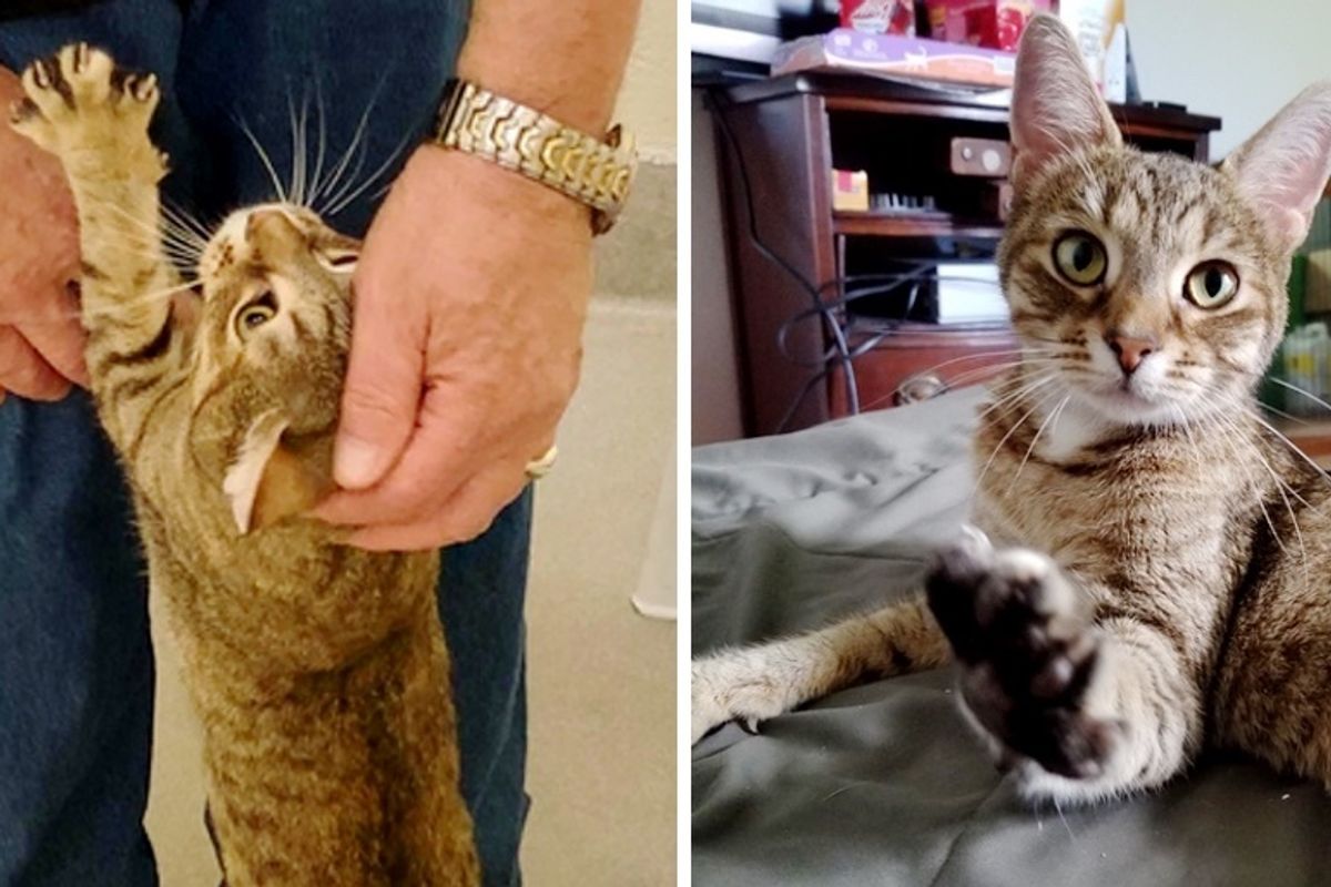 Cat Cuddles Up to Man and Asks Him to Take Her Home After Being Rescued from Storm Drain