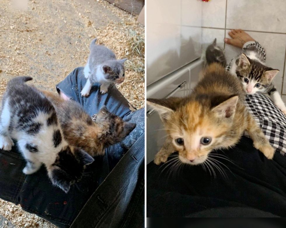 kittens, farm, climbing