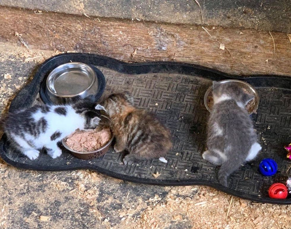 kittens, cat food, farm