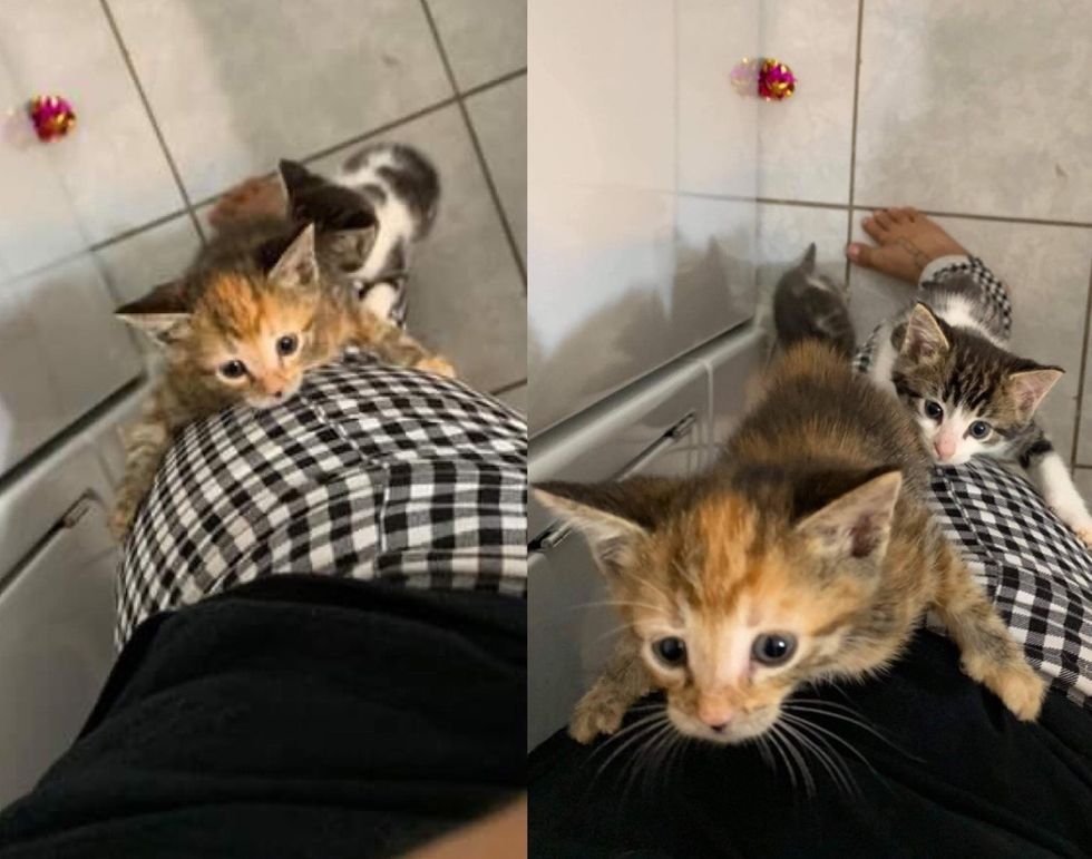 kittens, climbing, legs