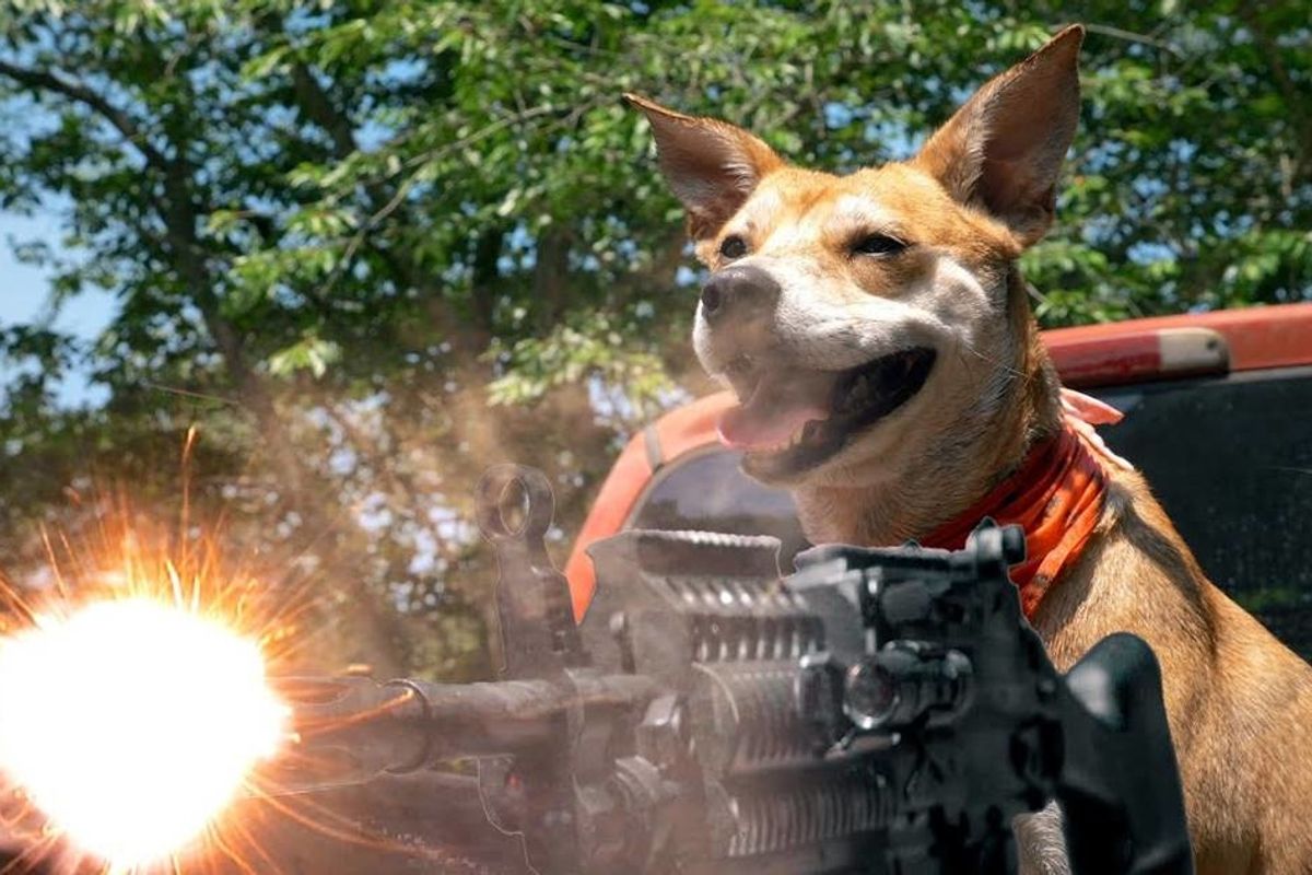 'Bored guy' in quarantine made a 5-minute action movie starring his seemingly innocent dog