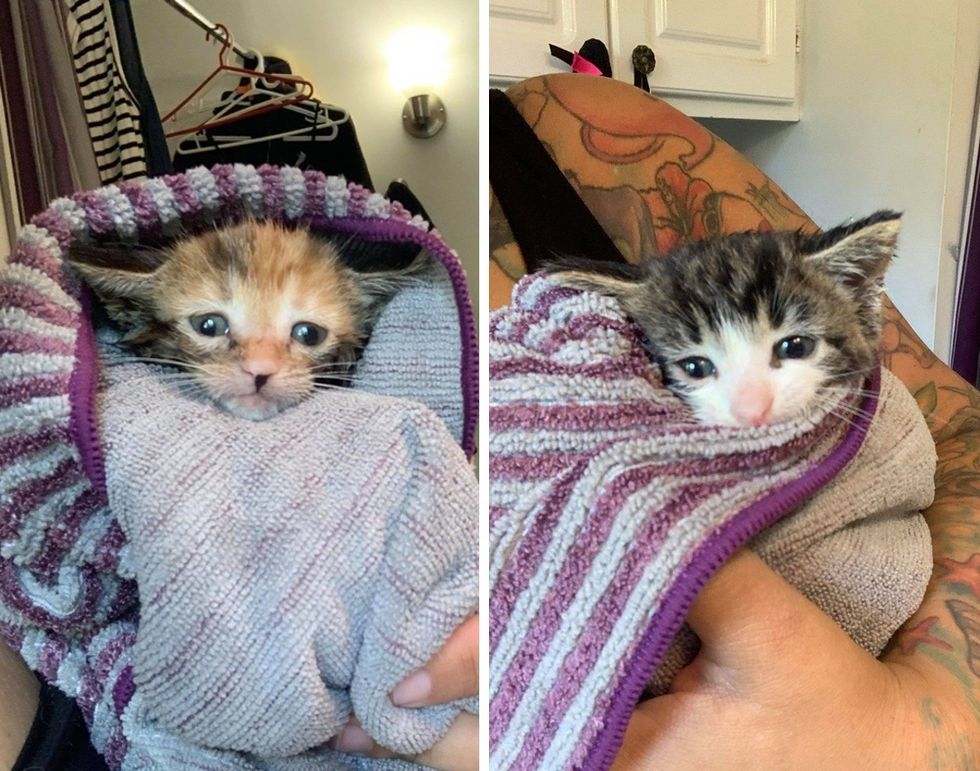 kittens, purrito, bath