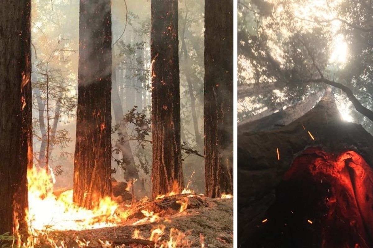 2,000-year-old redwoods survive devastating wildfires in California