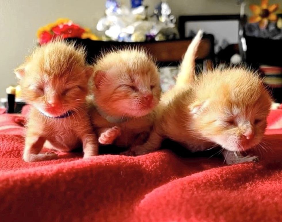 newborn kittens, ginger cats, sisters