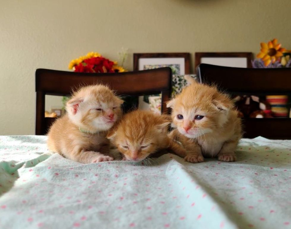 ginger kittens, triplets