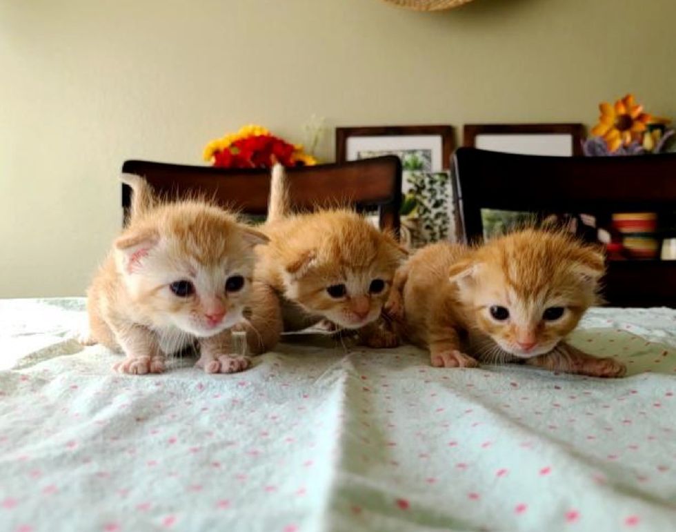 kittens, cute, waddling, ginger