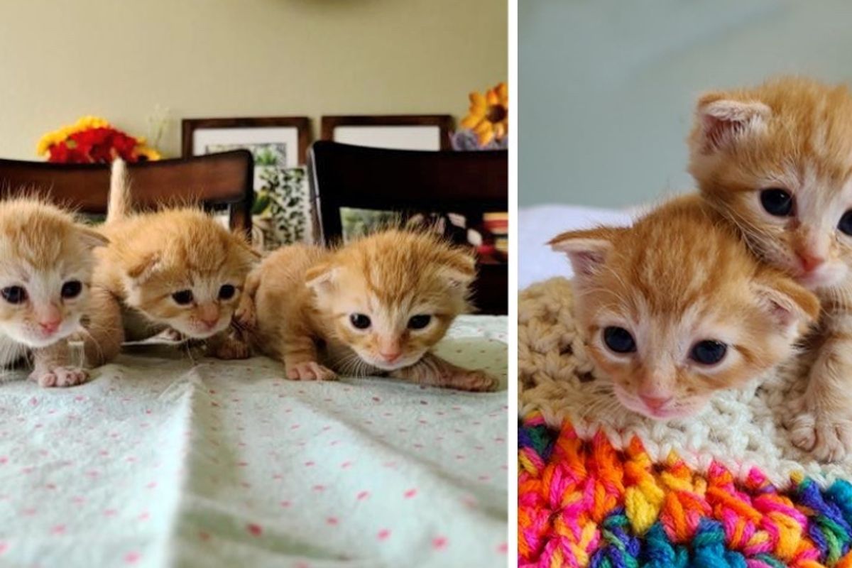 Kitten Triplets Found in Apartment Complex Stick Together to Help Each Other Thrive