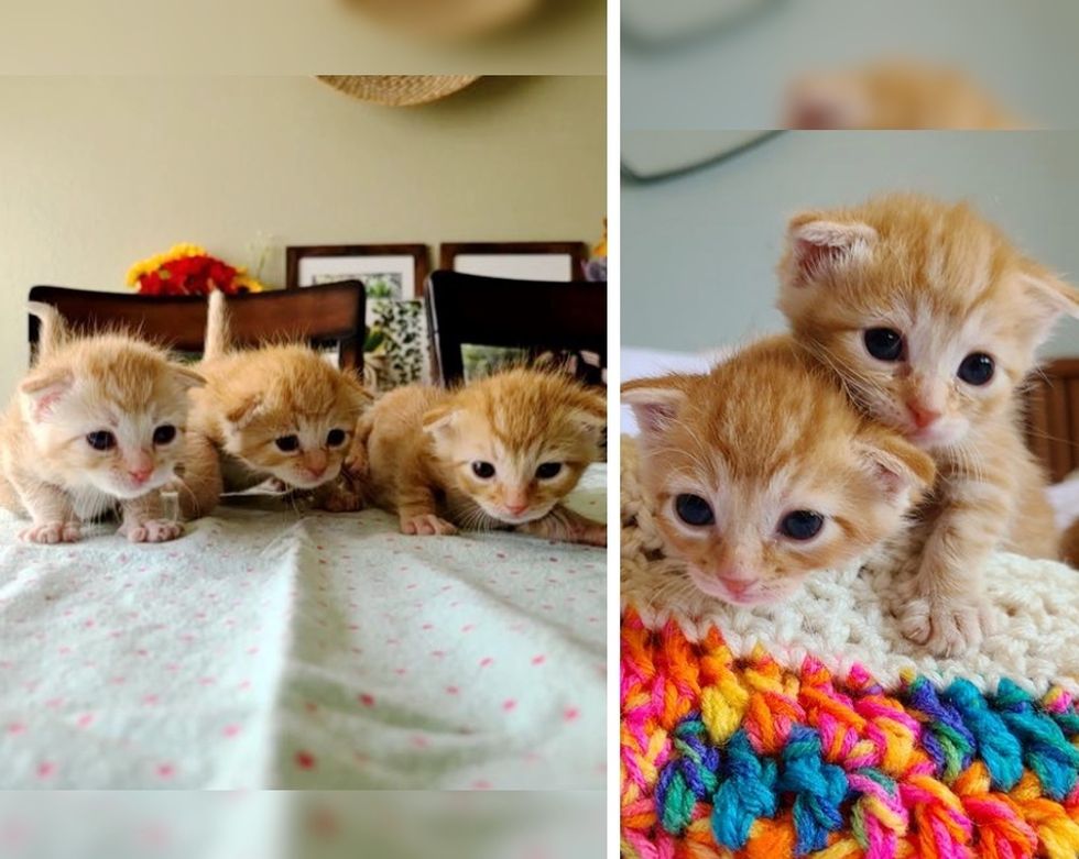 kittens, ginger, triplets