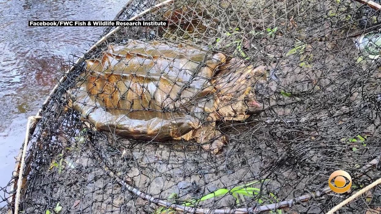 Researchers catch 100-pound ‘alligator snapping turtle’ in – you guessed it – Florida