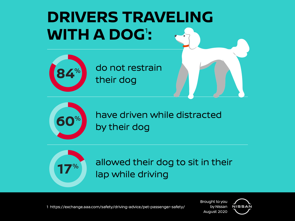 dog car safety nissan