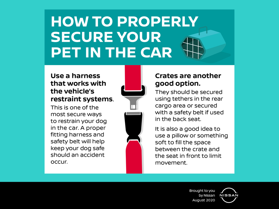 How to secure your pet in the car