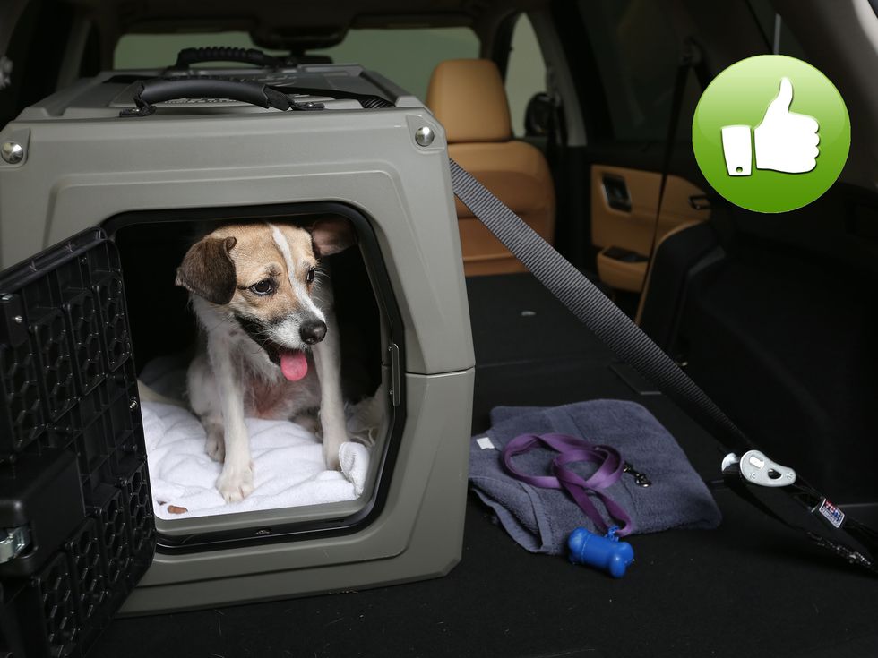 dog car safety nissan