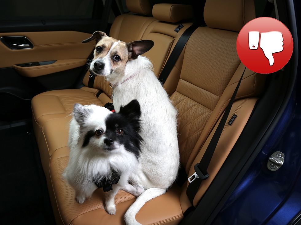 dog car safety nissan