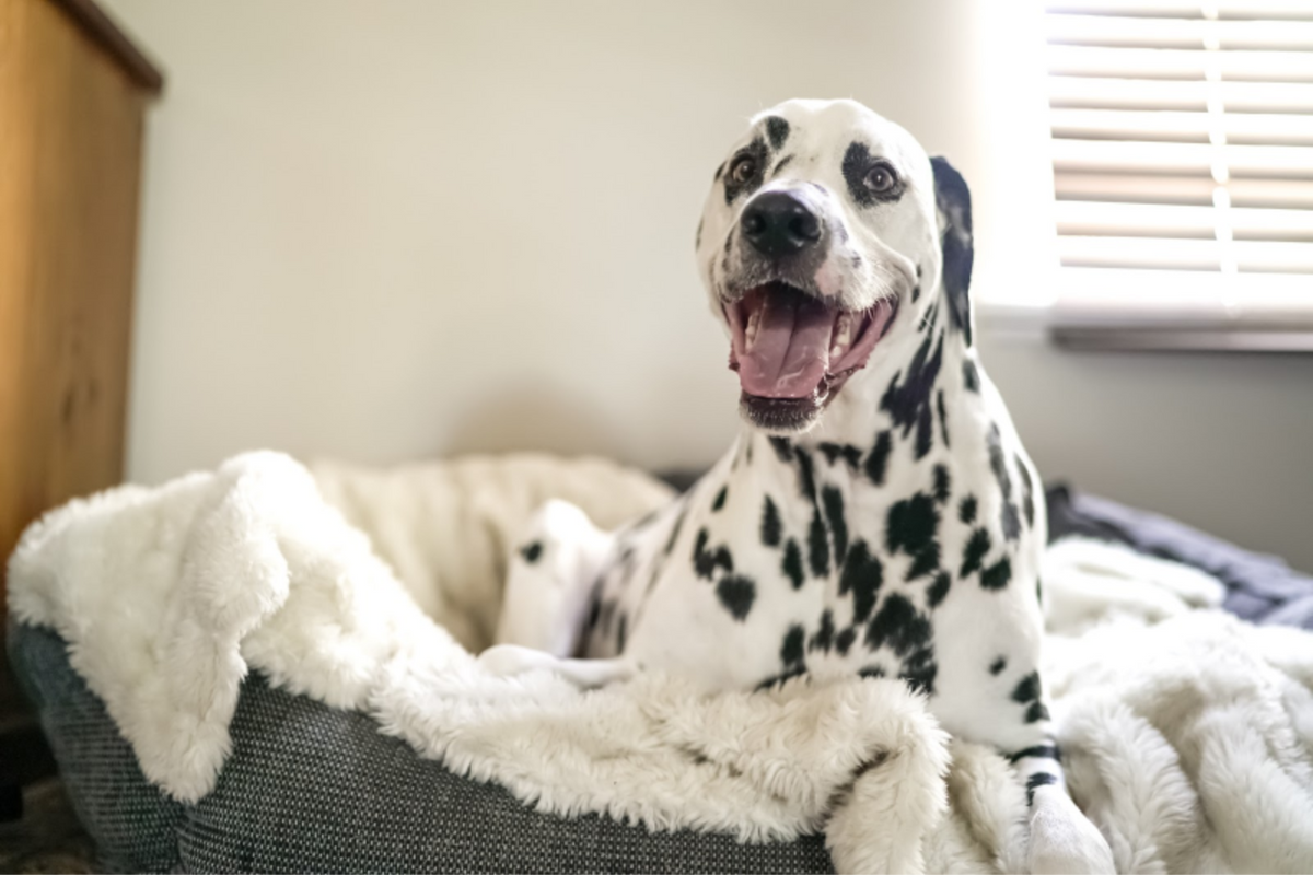 Dalmation dog in white fluffy bed