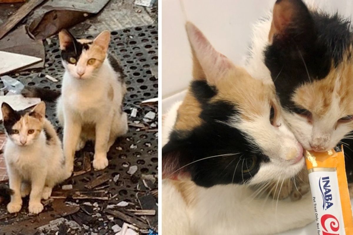 Street Cat So Happy to Find Help for Her Kittens, One of Them is Her Mini-me