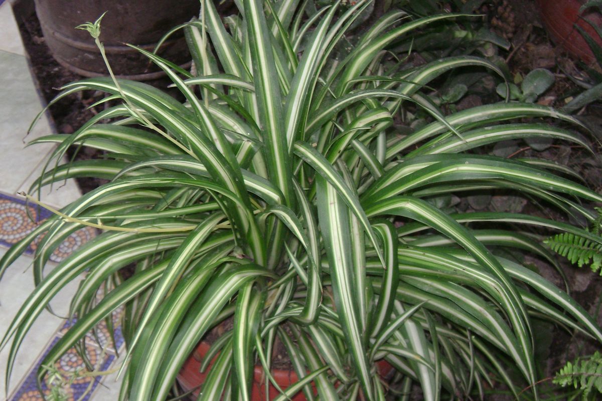 Spider Plant