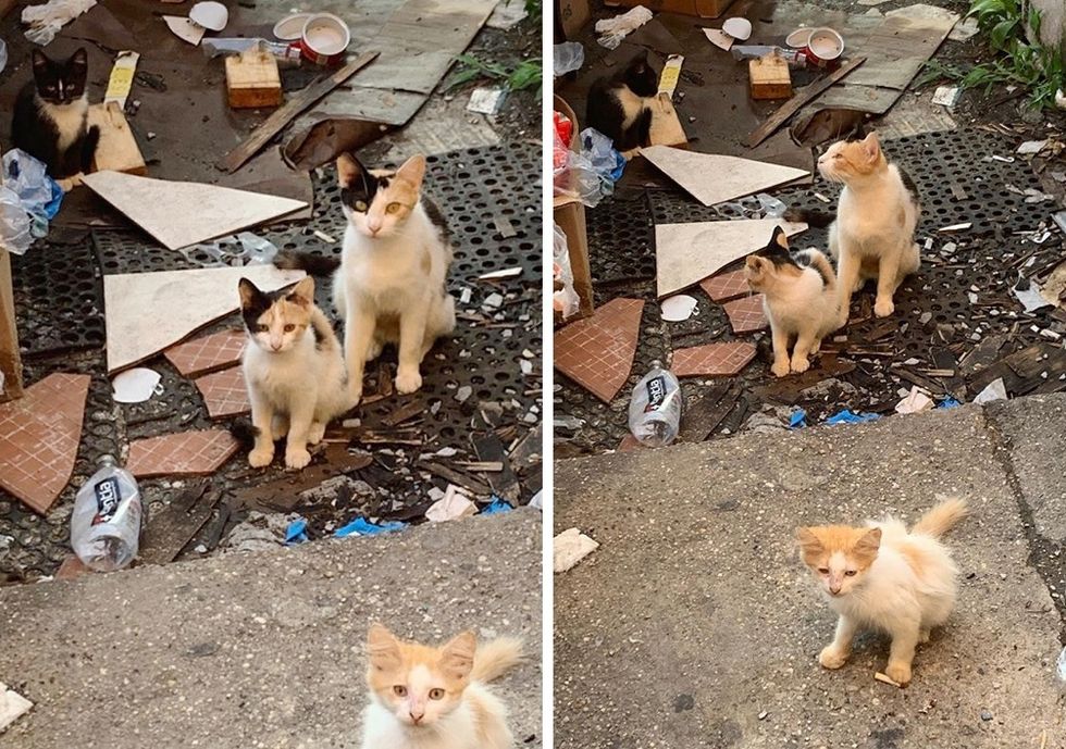 calico, kitten, cat, lookalike