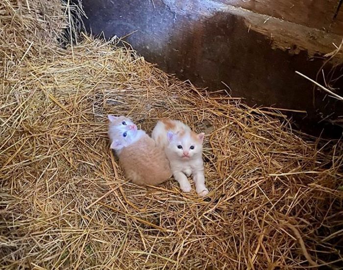 kittens, barn, ginger cats