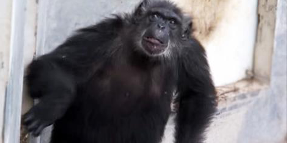 This Rescued Lab Chimp's Reaction To Seeing The Sky For The First Time