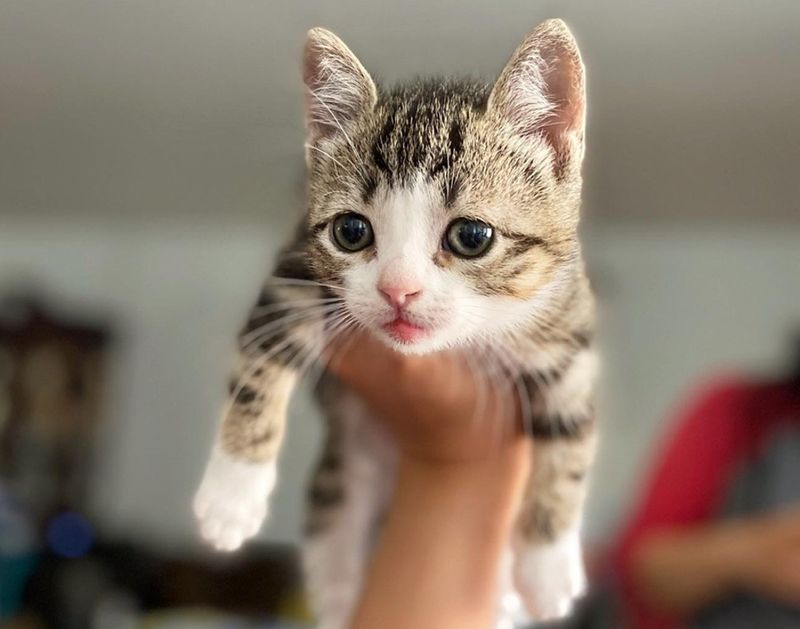 tabby kitten, dwarfism