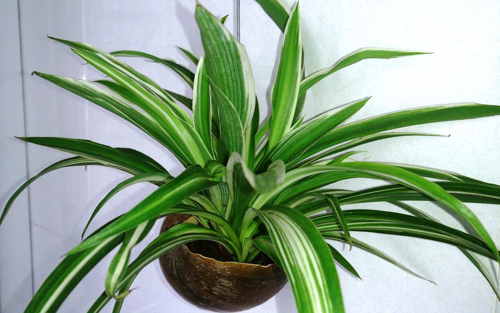 Spider Plant