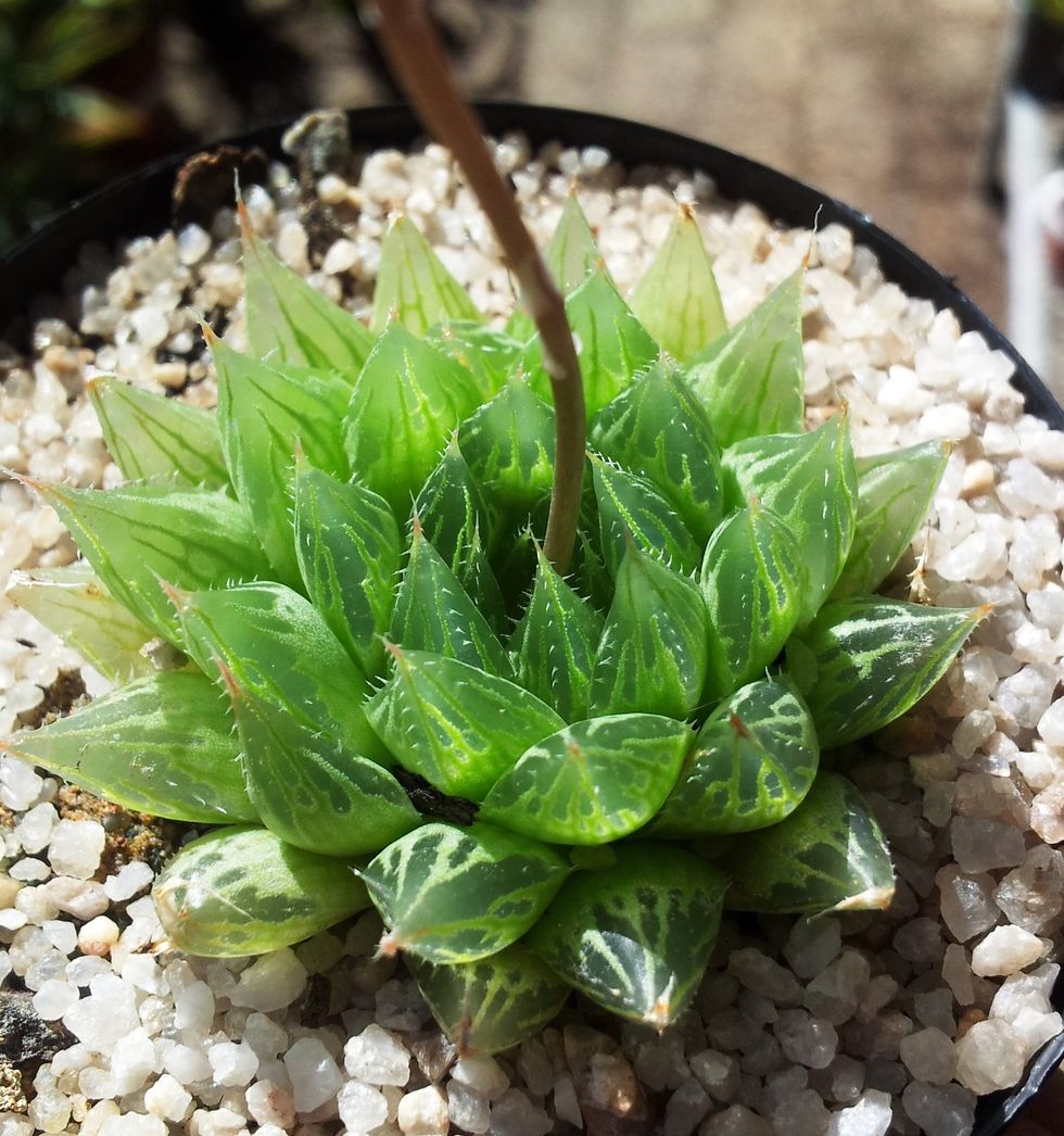 Haworthia