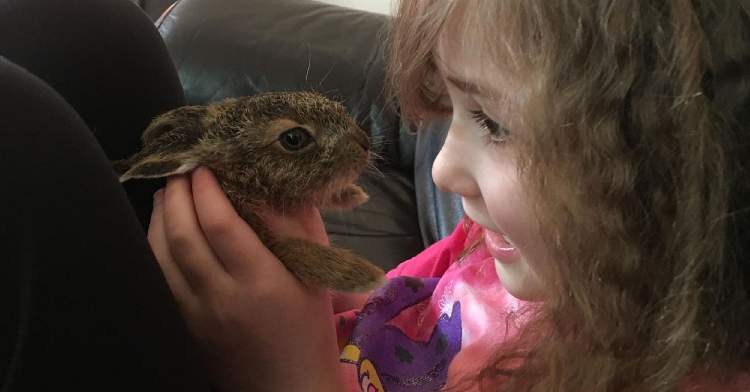 Family Saves Orphaned Hare And Releases Her Back Into The Wild—Only For Her Come Back And Visit