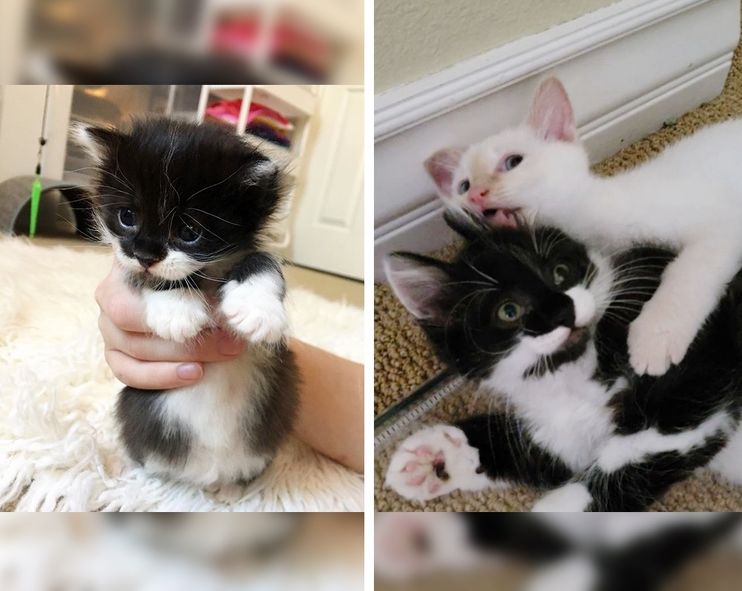 Kitten was So Small When He was Found, Now He Fetches 'Gifts' for His  Humans Each Day - Love Meow